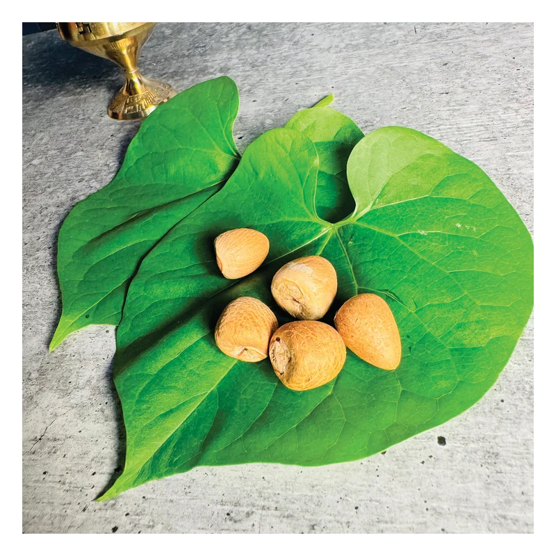 Mangal Bhavan Puja Supari (Betel Nut)