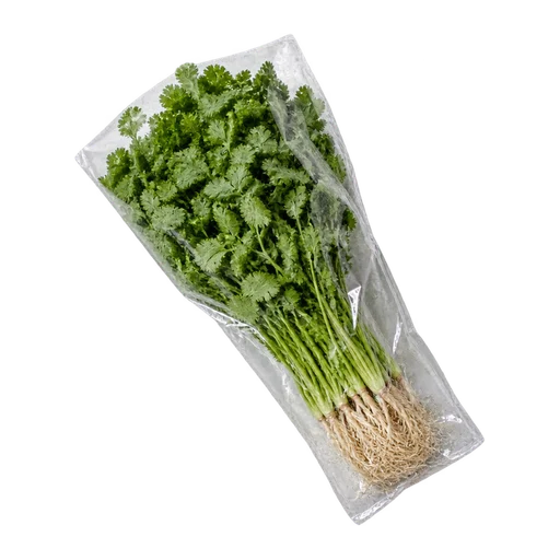 Coriander - Hydroponic (Pack)
